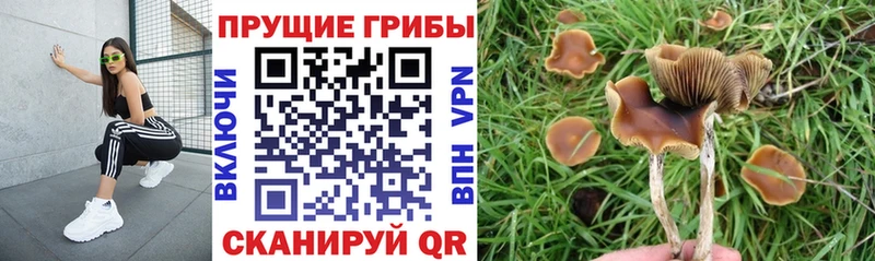 Псилоцибиновые грибы GOLDEN TEACHER  Купить где  Никольское 